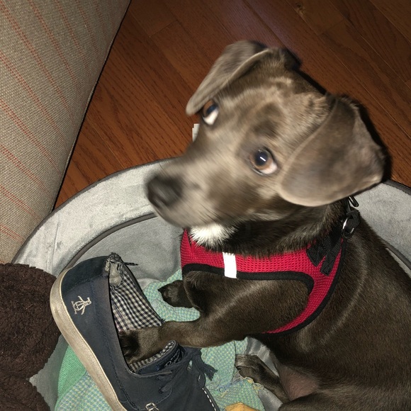 Meet your Posher, Crissi - Picture 1 of 1